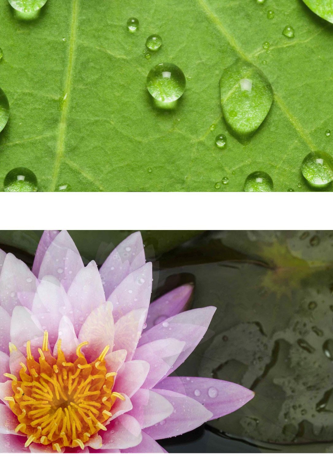 Lotus Blatt